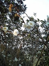 冬桜