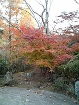 紅葉(古賀)