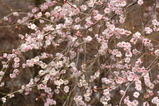 0cb0035c.jpg