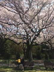 桜お花見