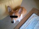 BlogPaint