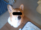 BlogPaint