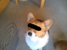 BlogPaint