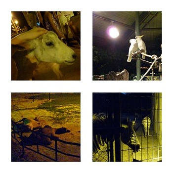 asazoo081518