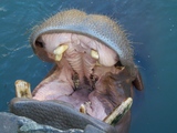 動物2
