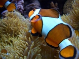 水族館4