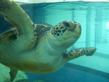 水族館8
