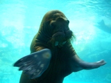 水族館5