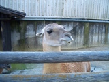 動物3