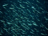 水族館2