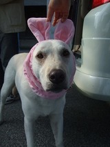 2009_0419hama0108
