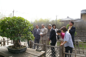 盆栽視察2