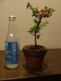 盆栽 おみやげ