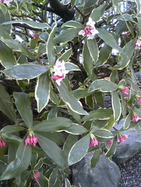 沈丁花