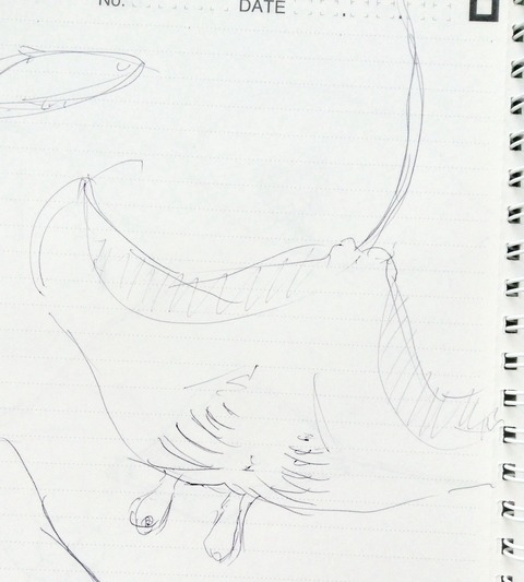 ナンヨウマンタ 魚イラスト クロッキーを素人がひたすら描き続けるブログ