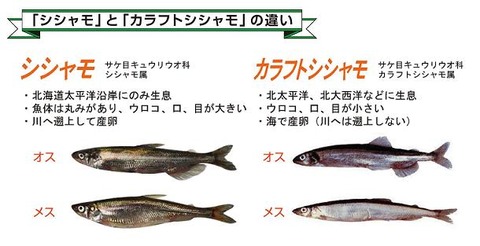 sishamotokarahutosishamo