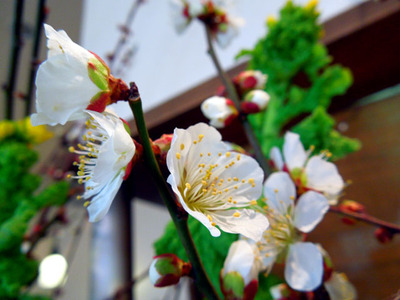 ume1