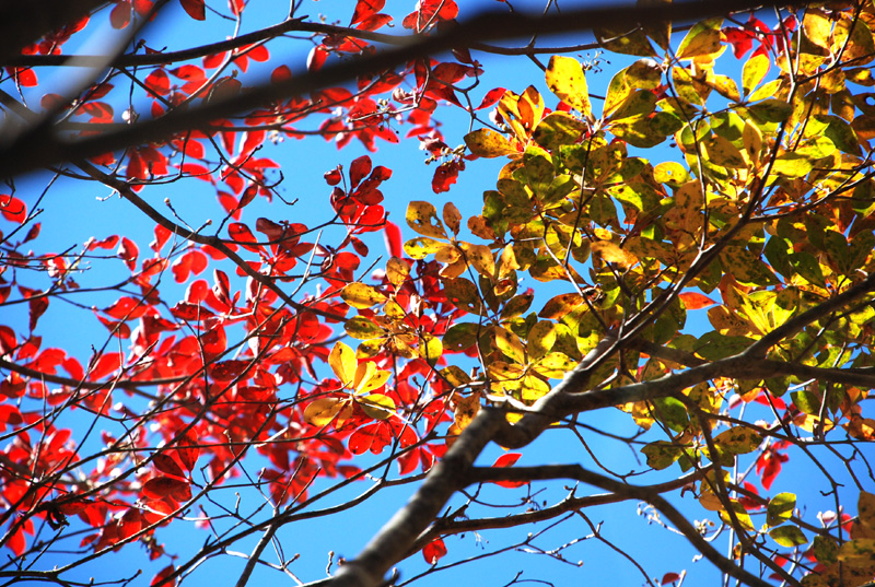 紅葉と青い空