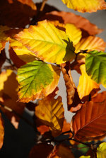091128buna2