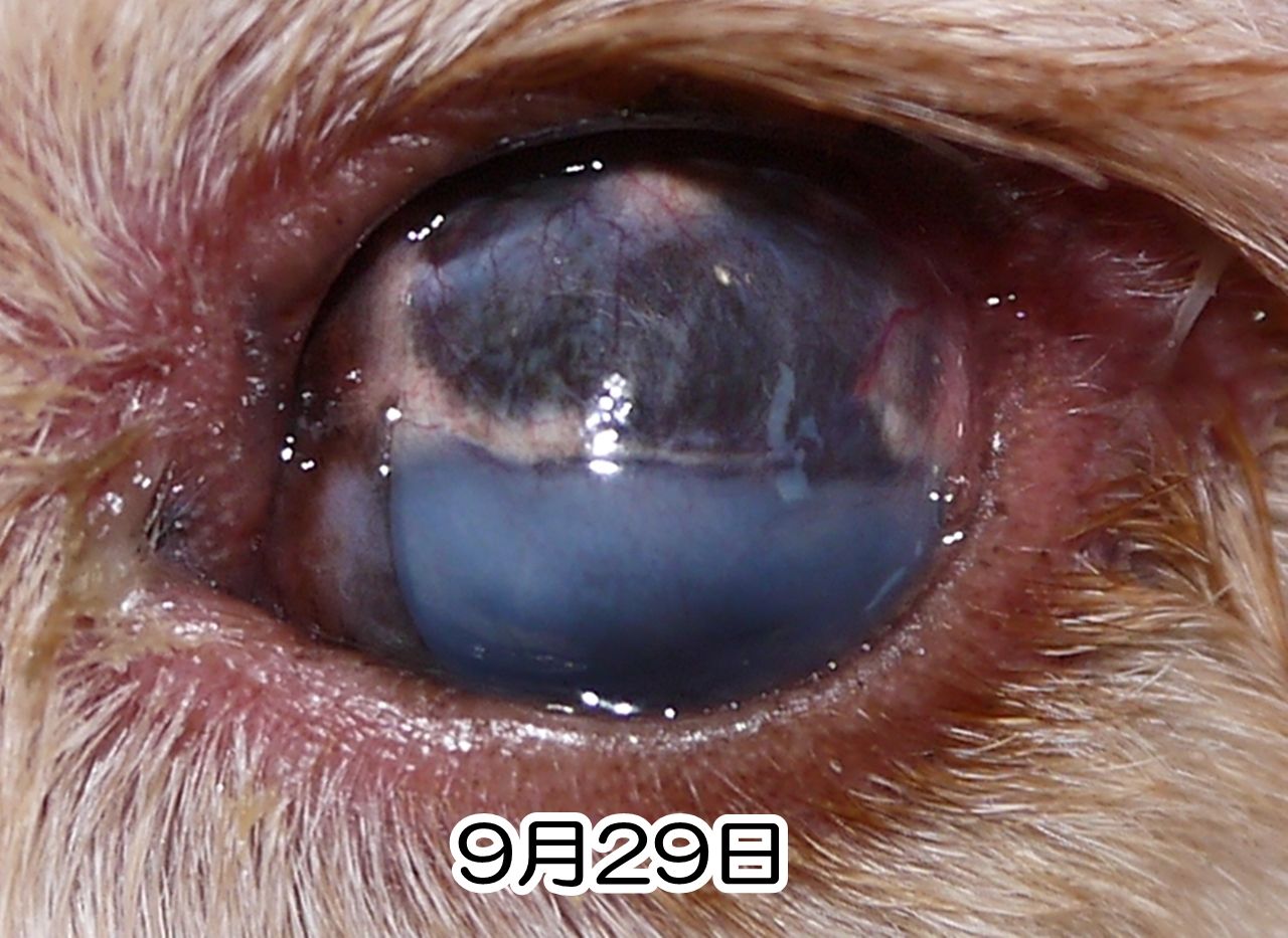 手術から4ヶ月（強膜内シリコンボール義眼移植術） アメコカもんじろう日和
