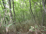 woods