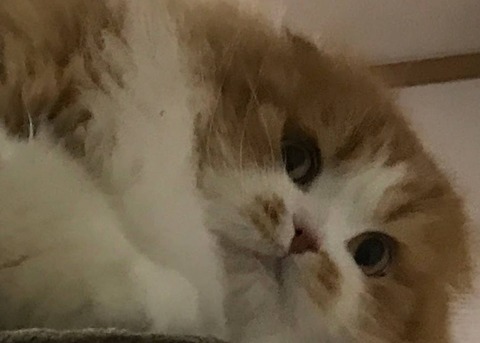 ねこ