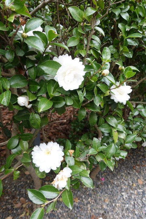 DSC03799