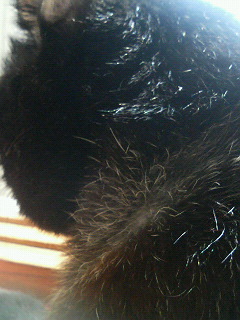 kuma