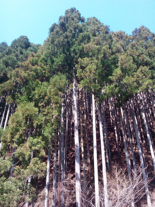 okutama4