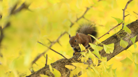 140924エゾリス@北海道