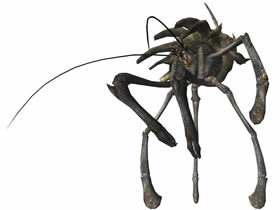 syengaoren3