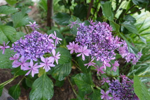 DSC02574