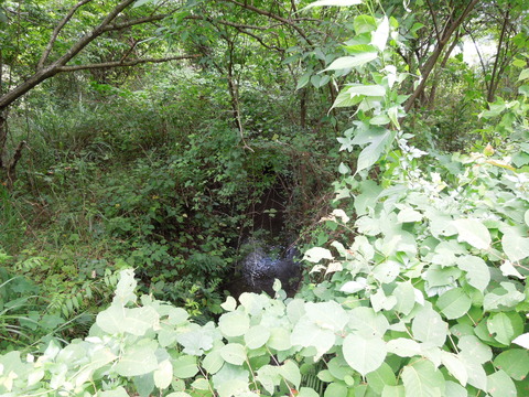 DSCN1029