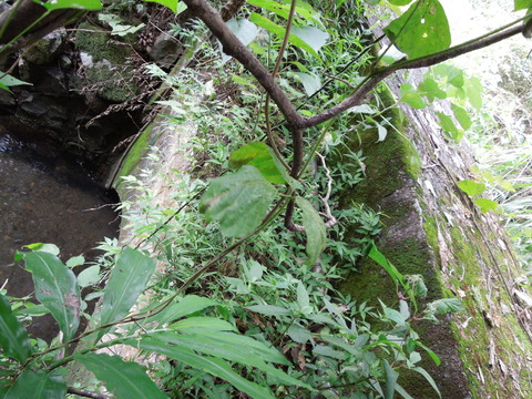 DSCN1026