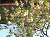 ¤¦¤³¤óD4890_090415