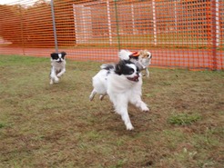 DSC04247_101031