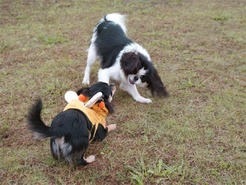 DSC04206_101031