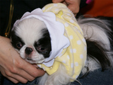 ÆÇÃ¤¾¤¦¡¦¤Ô¤Ã¤¿¤óD07571_080322