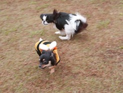DSC04235_101031