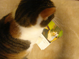 pochicard_2