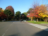 紅葉混じりの風景