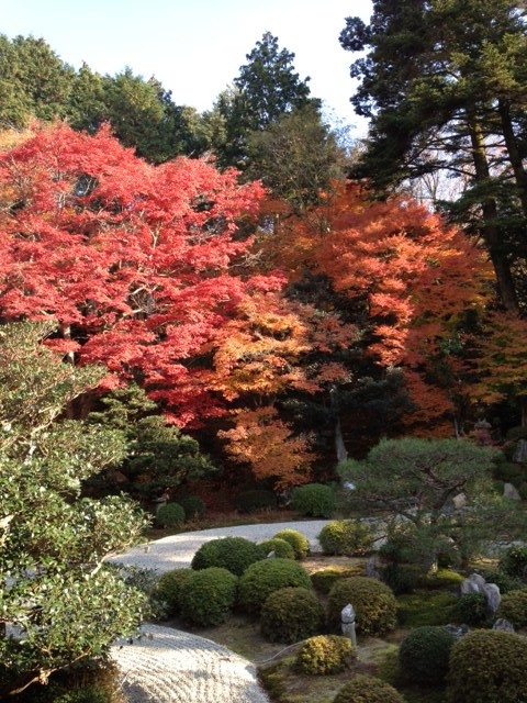 曼殊院の紅葉は門跡寺院ならではの品のある美しさに満足 京都の外に住む京都好きのブログ