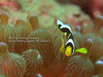 2011-09-11satou2