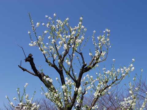 IMGP1485