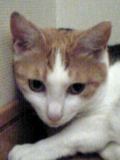 KITTY.jpg