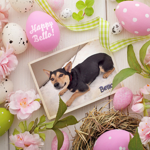 PhotoFunia-1459439898