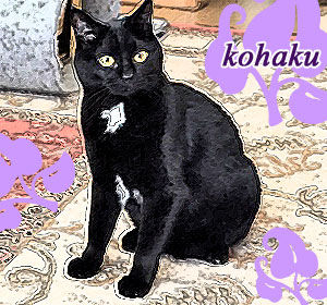 30_kohaku