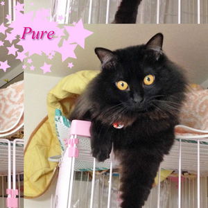 26_pure