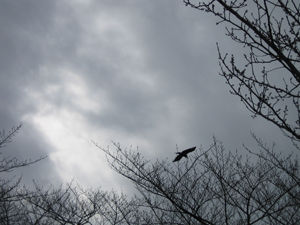 060301tree