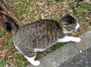 060301cat